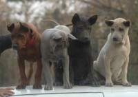 /album/foto-barev-thai-ridgebacku/puppy-thai-ridgeback-jpg/